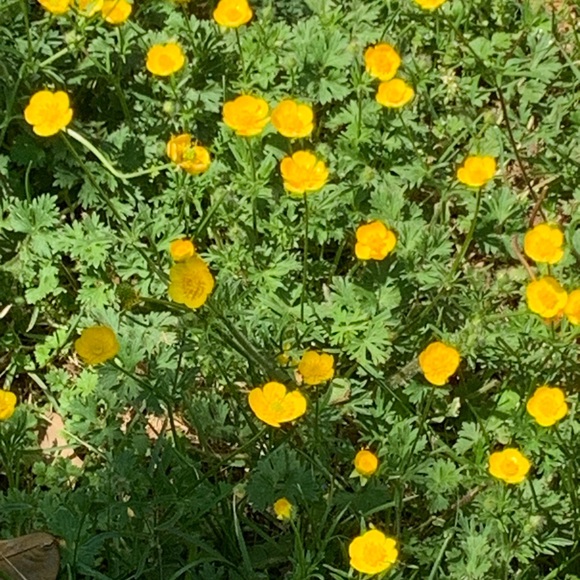 🌸 Bundle & Save 🌸 - Picture 11 of 16